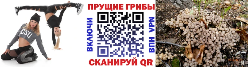 где купить наркоту  Болотное  Псилоцибиновые грибы прущие грибы 